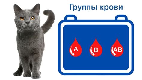 Методы определения группы крови у котов
