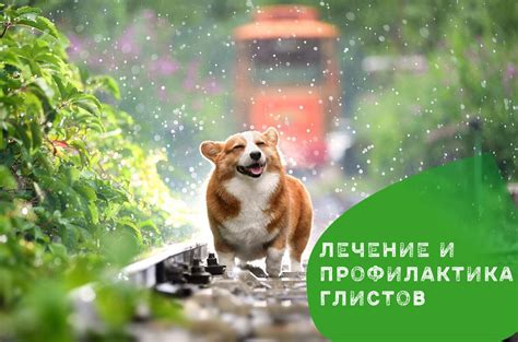Методы профилактики глистов у кормящей собаки