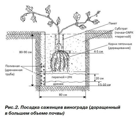 Методы процесса засушки винограда