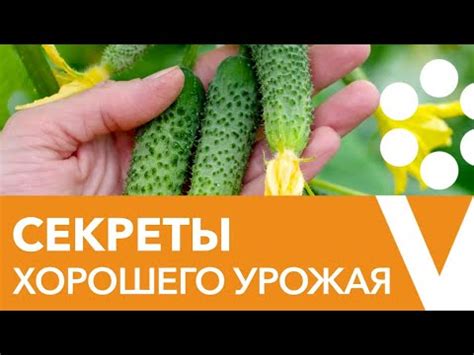 Методы увеличения урожая