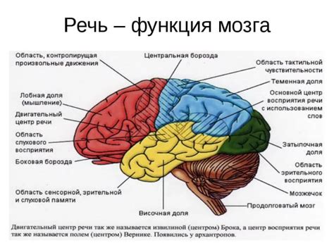 Механизмы прошивки мозга