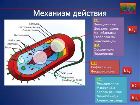 Механизм действия антибиотиков