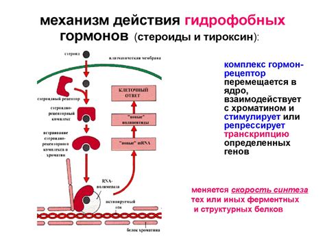 Механизм действия л-тироксина