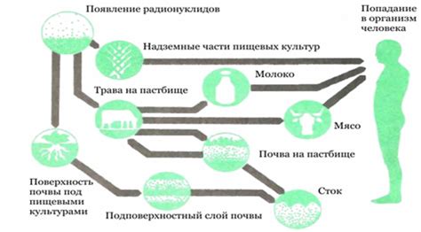 Механизм действия пищевой пленки на организм