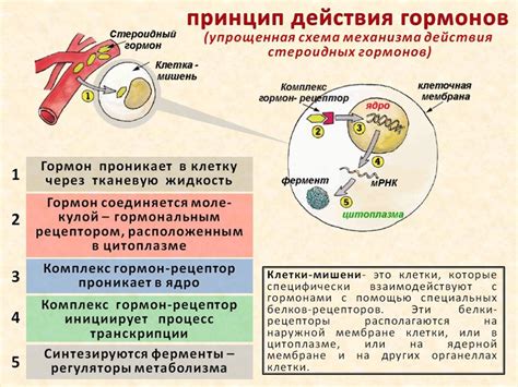 Механизм действия пиявок на лимфоузлы: научное обоснование