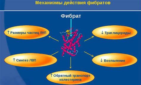 Механизм действия статинов на бляшки