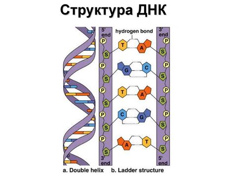 Механизм передачи ДНК