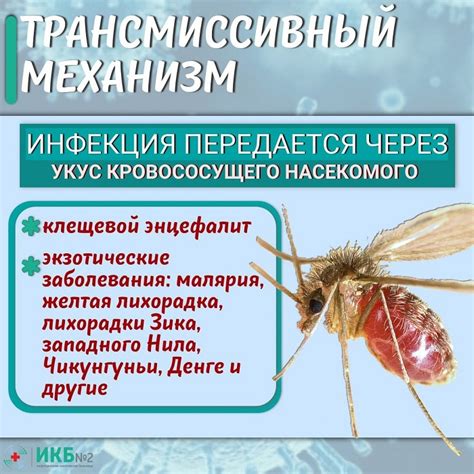 Механизм передачи инфекции через укус комара