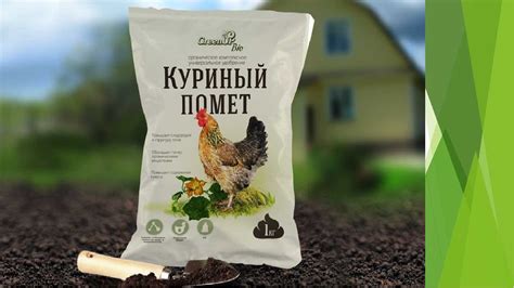 Мифы и факты о удобрении смородины куриным пометом