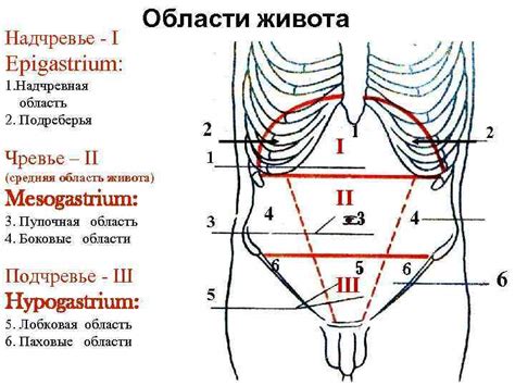 Мифы о жире в области живота и его связь с поднятием тяжестей