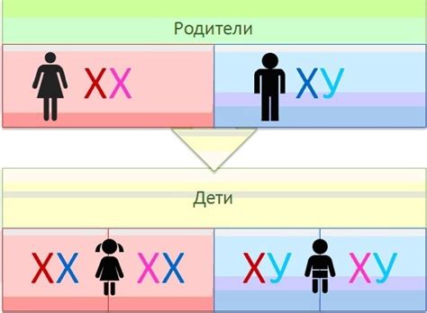 Мифы о наличии Y-хромосомы у женщин