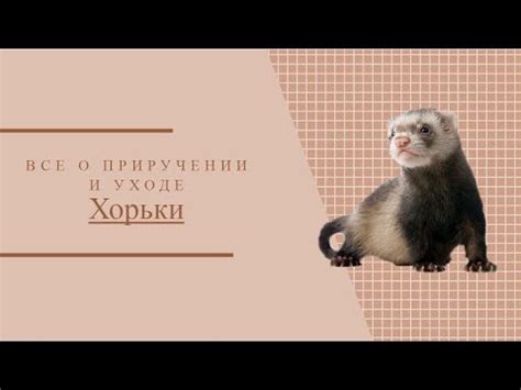 Мнение экспертов о еде, приготовленной с хорьком