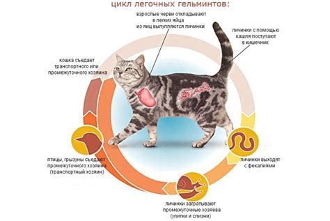 Можно ли заразиться трихомонадой от кошки?