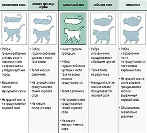 Можно ли контролировать течку кошек