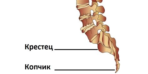 Можно ли поломать копчик при падении: причины и последствия