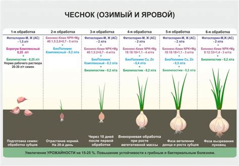 Можно ли сажать чеснок после моркови осенью?