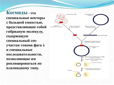 Молекулярно-генетические основы наследования окраски тела дрозофилы