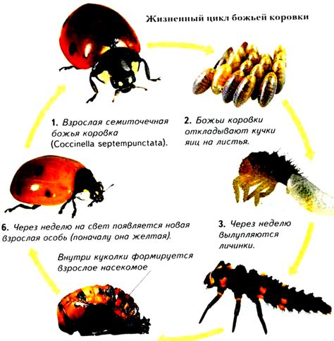 Наблюдение и направление развития популяции божьей коровки в домашнем убежище