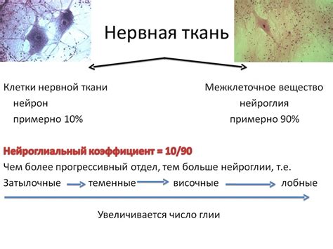 Наличие межклеточного вещества в нервной ткани