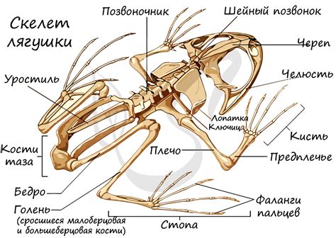 Наличие шейного отдела у земноводных