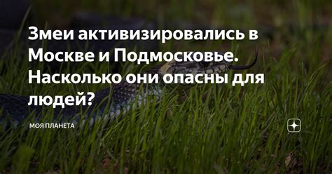 Насколько рыси опасны для людей и скота?