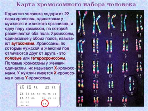 Научные доказательства об отсутствии Y-хромосомы у женщин