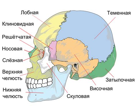 Начертание основных линий черепа