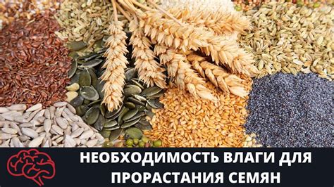 Необходимость влажности для успешного прорастания