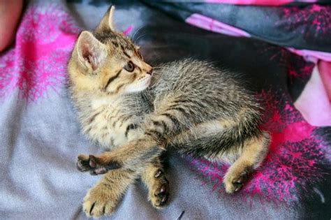 Необходимость связывания кошки: причины и цели
