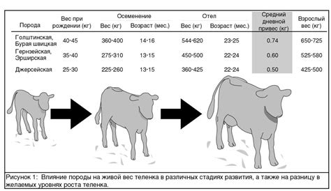 Необходимые инструменты для определения веса коровы с помощью рулетки