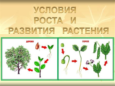 Необходимые условия для роста и развития растения