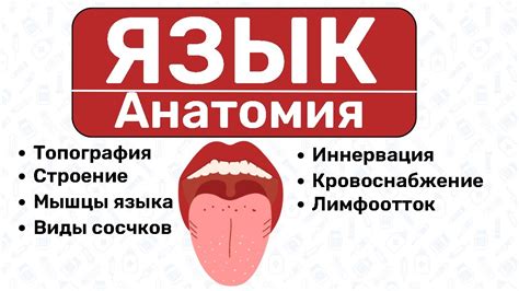 Непосредственная анатомия языка