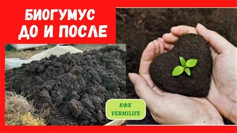 Обогащение почвы микроэлементами при помощи навоза