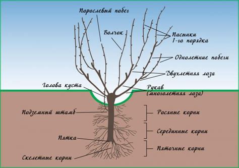 Обрезка герании: почему, когда и как