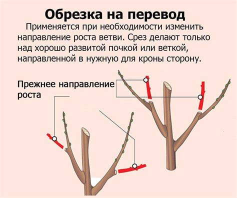 Обрезка лишних побегов