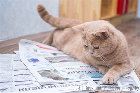 Ограничения и затраты при содержании кошек в доме