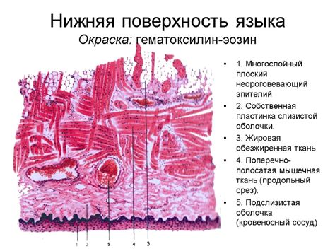 Окраска языка: рассеянные факты