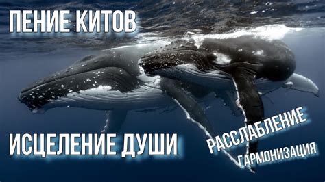 Опасность для людей: атаки синих китов