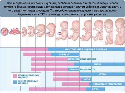 Определение пола ребенка еще в утробе