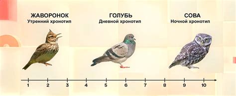 Определение своего хронотипа