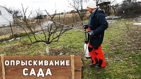 Опрыскивание деревьев: железный купорос или нет?