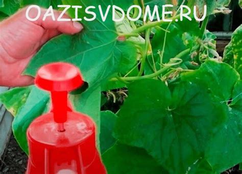 Опрыскивание огурцов дегтярным мылом от тли