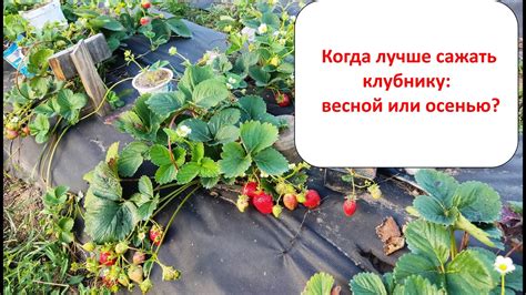 Оптимальное время для пересадки клубники