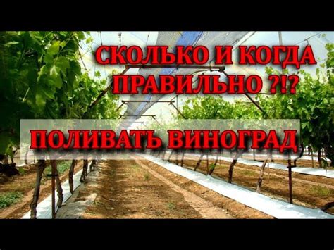 Оптимальное время и частота удобрения винограда