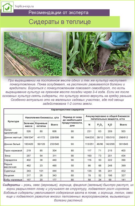 Оптимальные сроки перекапывания сидератов в теплице