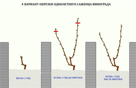 Оптимальный срок для обрезки винограда в Тульской области