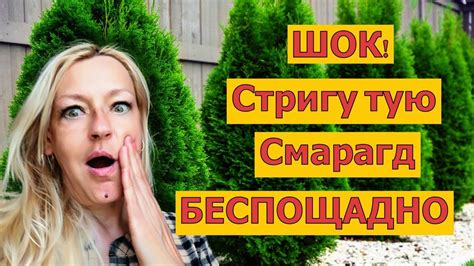 Оптимальный срок для стрижки туи