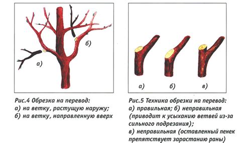 Оптимальный срок обрезки