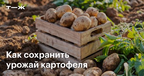 Организация доставки и хранение картофеля