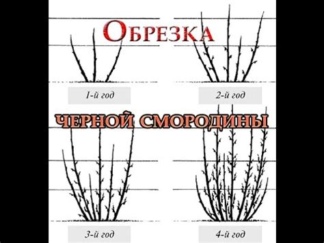 Осенняя обрезка смородины черной